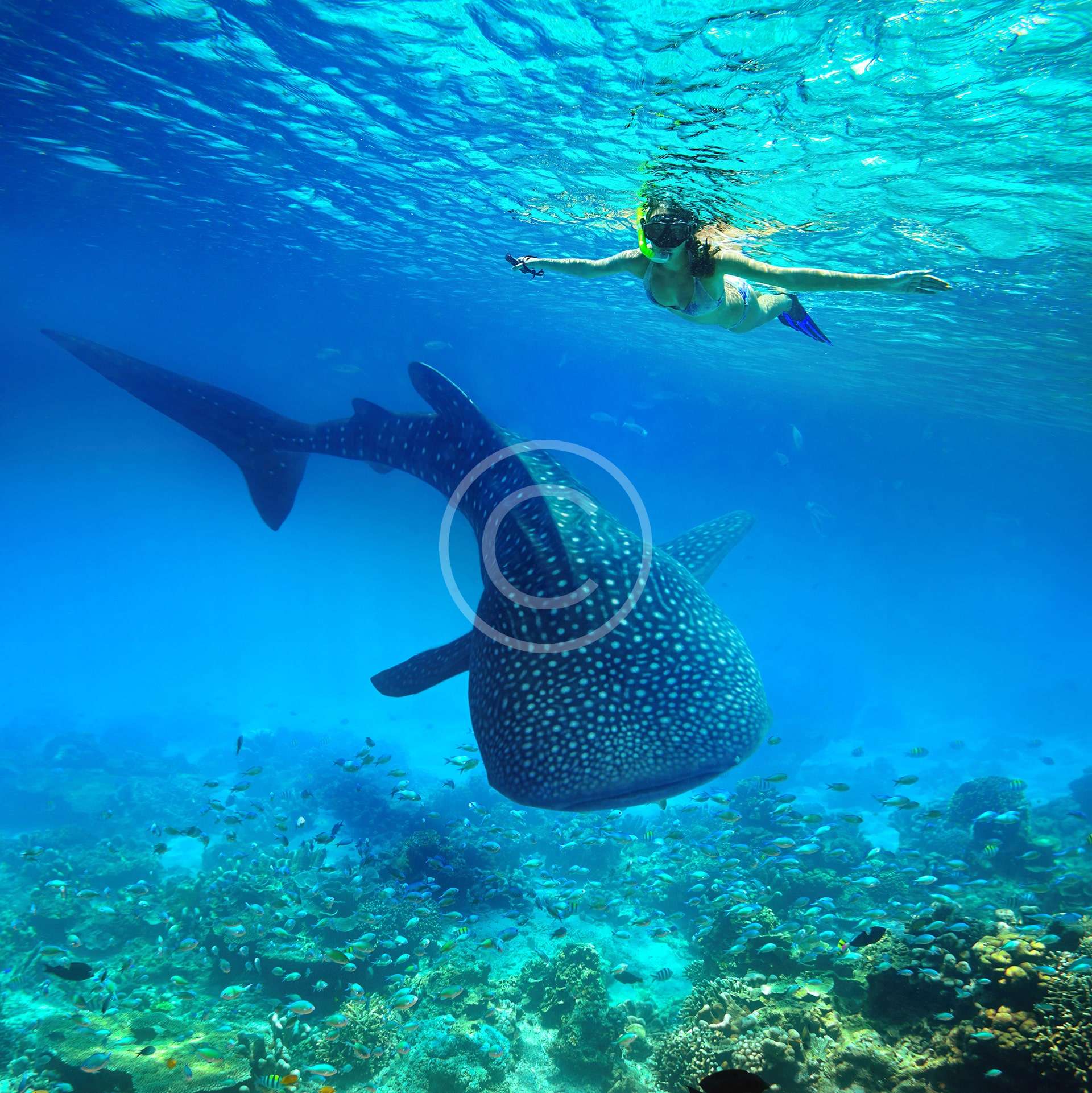 Escuela de Buceo Recreativo PADI 5 Estrellas